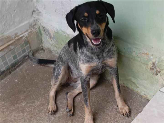 Cachorro cão para adoção Fêmea Médio  1 ano 