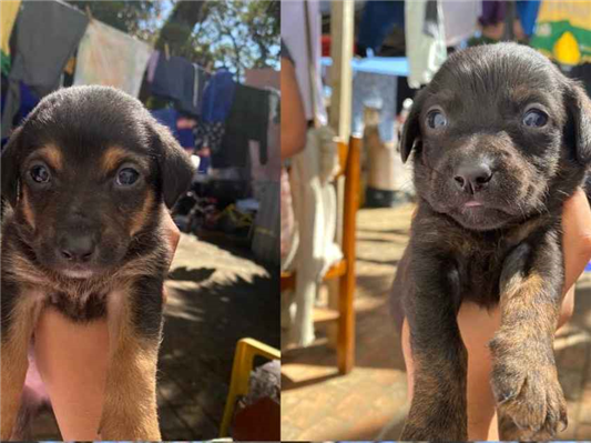 Cachorro cão para adoção Ambos Pequeno 2 a 6 meses 