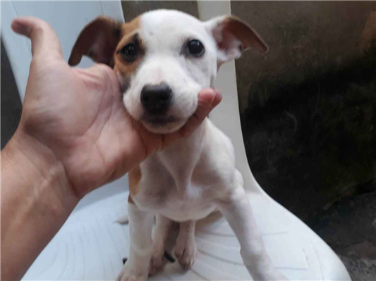 Cachorro cão para adoção Macho Pequeno 2 a 6 meses 
