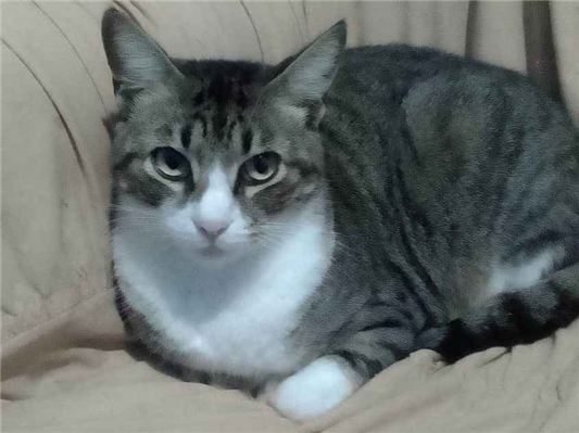 Gato para adoção Macho Pequeno 2 anos