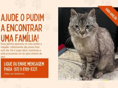 Gato Exótico Medio 1-ano