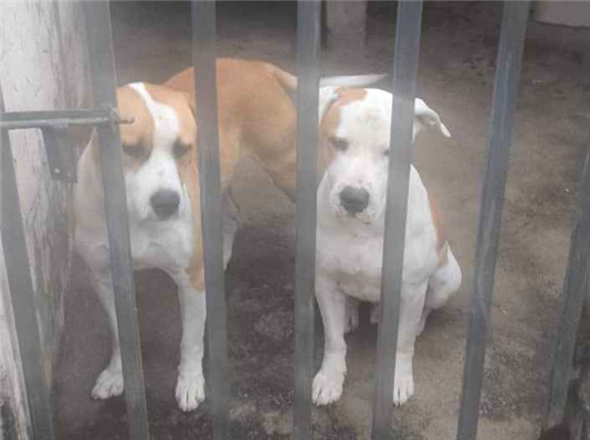 Cachorro cão para adoção Macho Médio  2 anos 