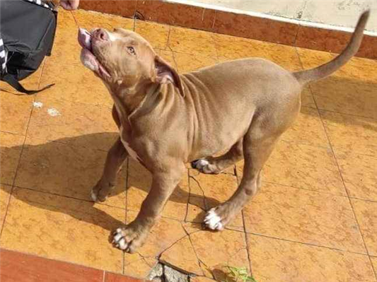 Cachorro cão para adoção Macho Médio  3 anos 