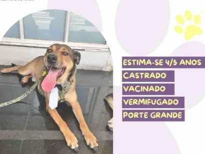 Cao SRD-ViraLata Medio 4-anos