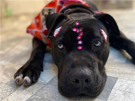 Cachorro cão para adoção Fêmea Médio  2 anos 
