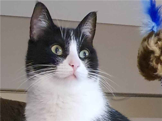 Gato Procura-Perdido Fêmea Pequeno 6 anos Acima 