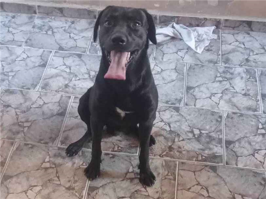 Cachorro cão para adoção Macho Grande 3 anos 