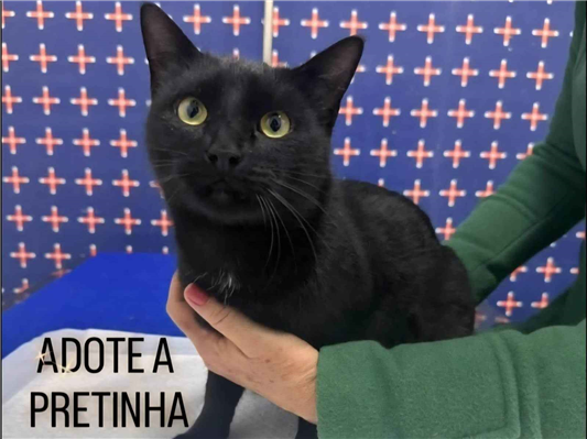 Gato para adoção Fêmea Pequeno 2 anos