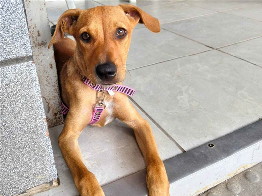 Cachorro cão para adoção Fêmea Médio  2 a 6 meses 