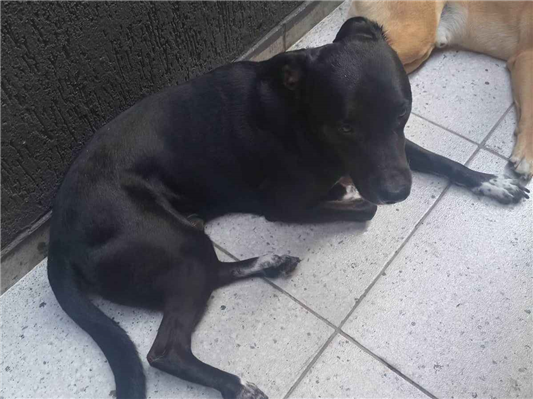 Cachorro cão para adoção Macho Médio  4 anos 