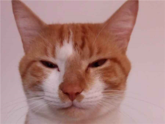 Gato para adoção Macho Grande 1 ano