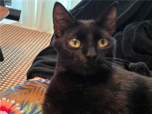 Gato para adoção Fêmea Pequeno 1 ano