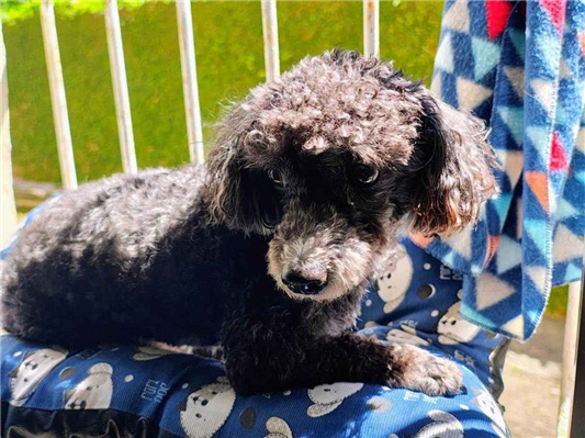Cachorro cão para adoção Macho Pequeno 6 anos Acima 