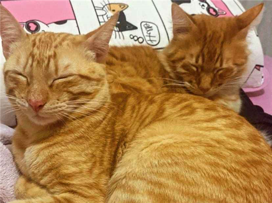 Gato para adoção Macho Médio 1 ano