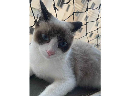 Gato para adoção Fêmea Pequeno 1 ano