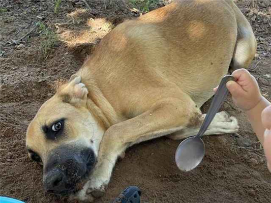 Cachorro cão para adoção Macho Grande 1 ano 