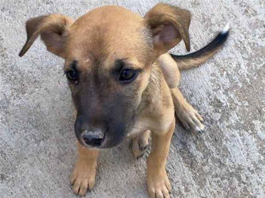 Cachorro cão para adoção Ambos Médio  2 a 6 meses 