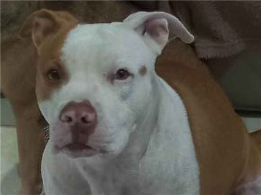Cachorro cão para adoção Fêmea Médio  4 anos 