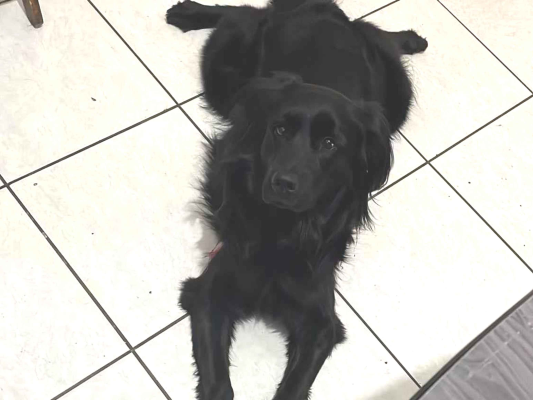 Cachorro cão para adoção Fêmea Médio  1 ano 
