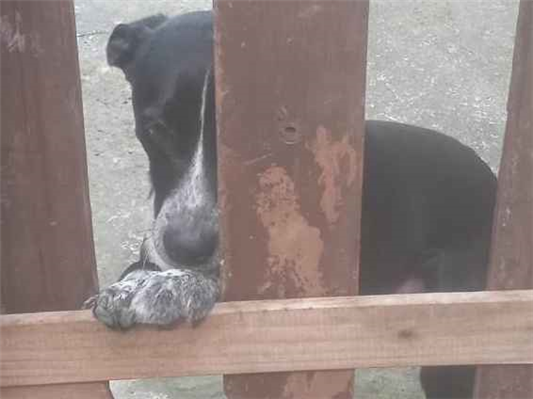 Cachorro cão para adoção Macho Médio  1 ano 