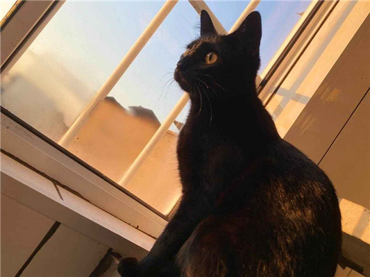 Gato Procura-Perdido Fêmea Médio 7 a 11 meses 