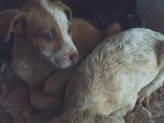 Cachorro cão para adoção Macho Pequeno Abaixo de 2 meses 