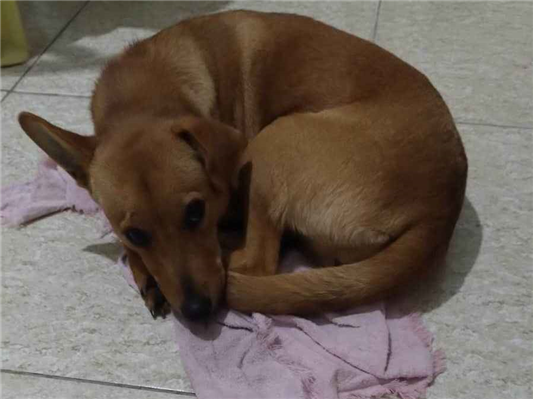 Cachorro cão para adoção Fêmea Pequeno 7 a 11 meses 