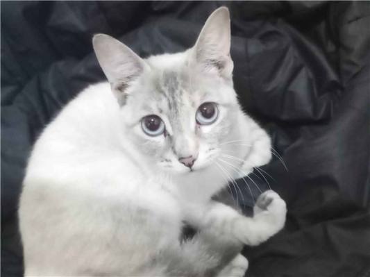 Gato para adoção Fêmea Médio 7 a 11 meses
