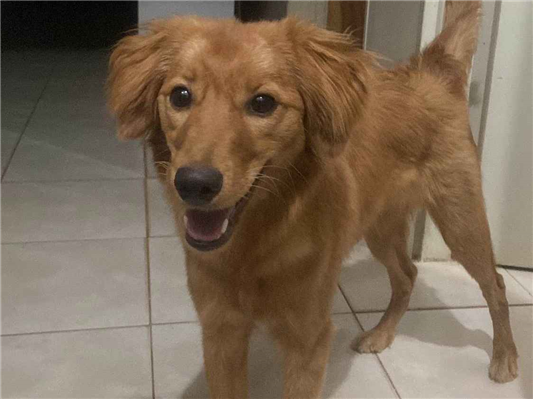 Cachorro cão para adoção Fêmea Médio  2 anos 