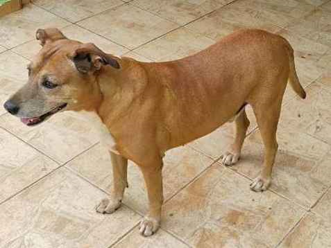 Cachorro cão para adoção Macho Médio  2 anos 