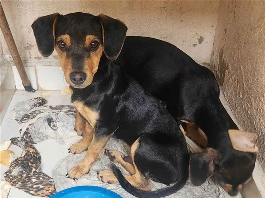 Cachorro cão para adoção Ambos Pequeno 2 a 6 meses 