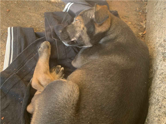 Cachorro cão para adoção Fêmea Pequeno Abaixo de 2 meses 