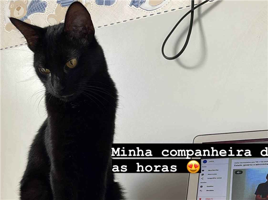 Gato Procura-Perdido Fêmea Pequeno 2 anos 