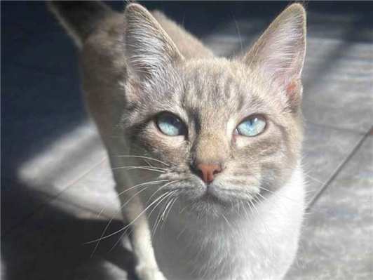 Gato para adoção Macho Médio 2 a 6 meses
