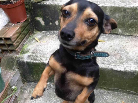 Cachorro cão para adoção Macho Pequeno 6 anos Acima 