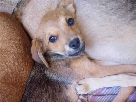 Cachorro cão para adoção Fêmea Pequeno 2 a 6 meses 