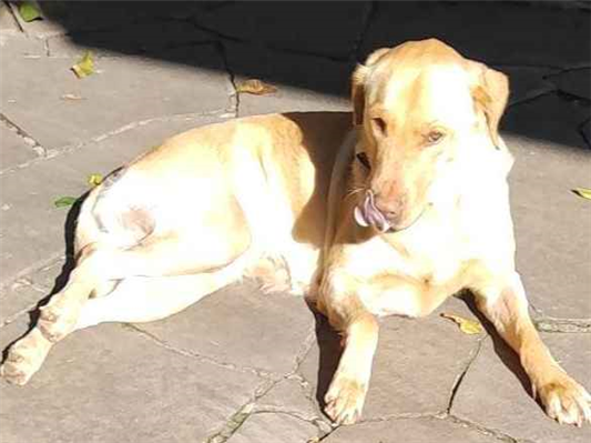 Cachorro cão para adoção Fêmea Médio  4 anos 