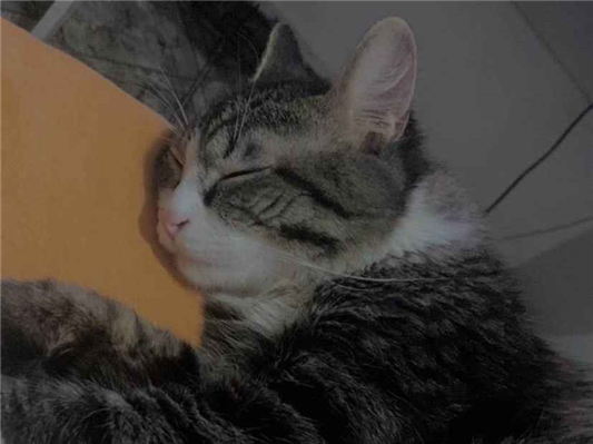 Gato para adoção Macho Pequeno 1 ano