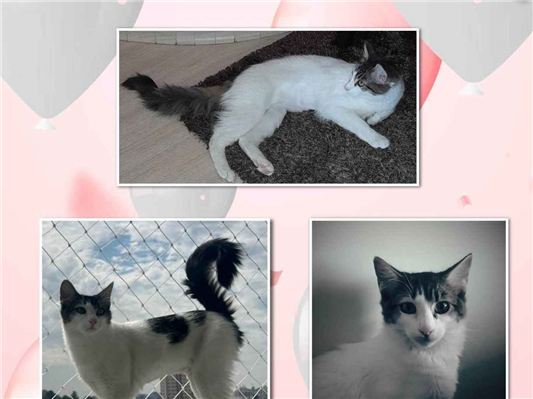Gato para adoção Fêmea Pequeno 2 a 6 meses