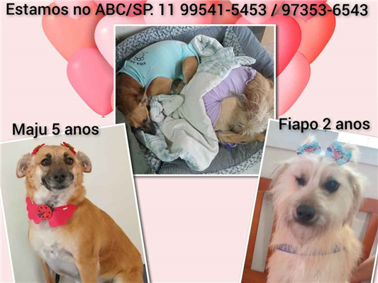 Cachorro cão para adoção Fêmea Pequeno 2 anos 