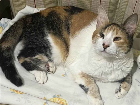 Gato Procura-Perdido Fêmea Médio 4 anos 