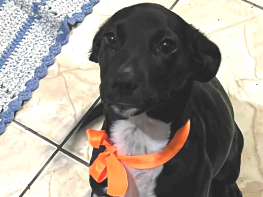 Cachorro cão para adoção Fêmea Médio  2 a 6 meses 