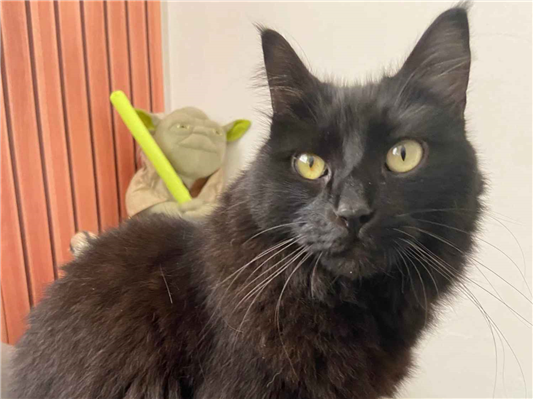 Gato para adoção Fêmea Pequeno 3 anos