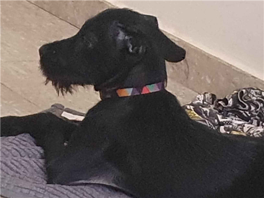 Cachorro cão para adoção Fêmea Médio  2 a 6 meses 