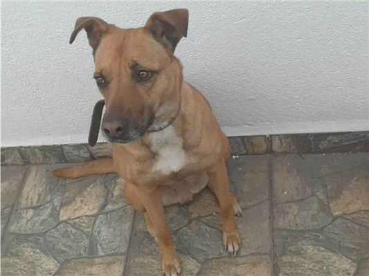 Cachorro cão para adoção Fêmea Médio  5 anos 