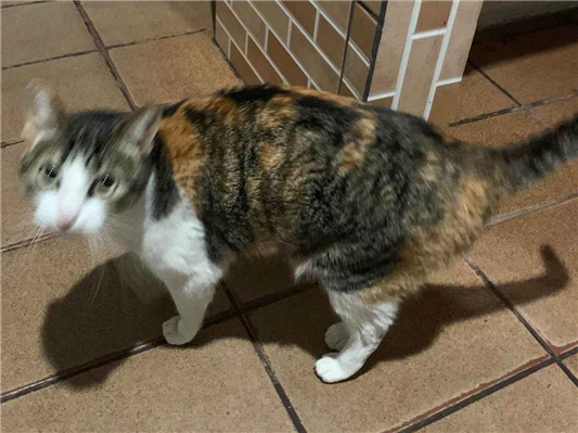 Gato para adoção Fêmea Médio 3 anos
