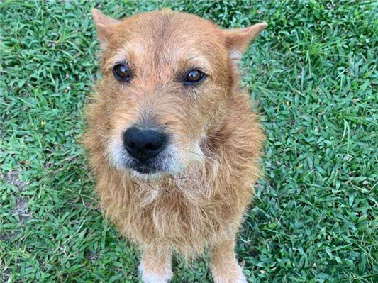 Cachorro cão para adoção Macho Grande 5 anos 