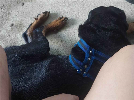 Cachorro cão para adoção Macho Grande 6 anos Acima 