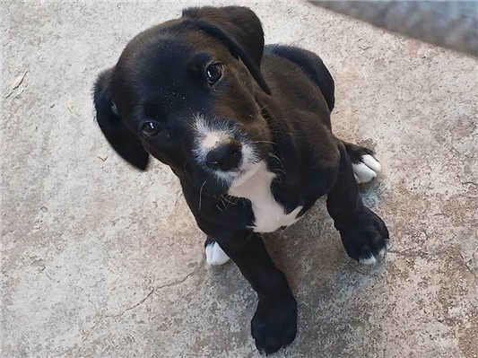 Cachorro cão para adoção Fêmea Grande 2 a 6 meses 