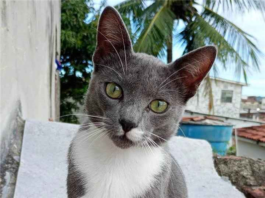 Gato - Macho Pequeno7 a 11 meses